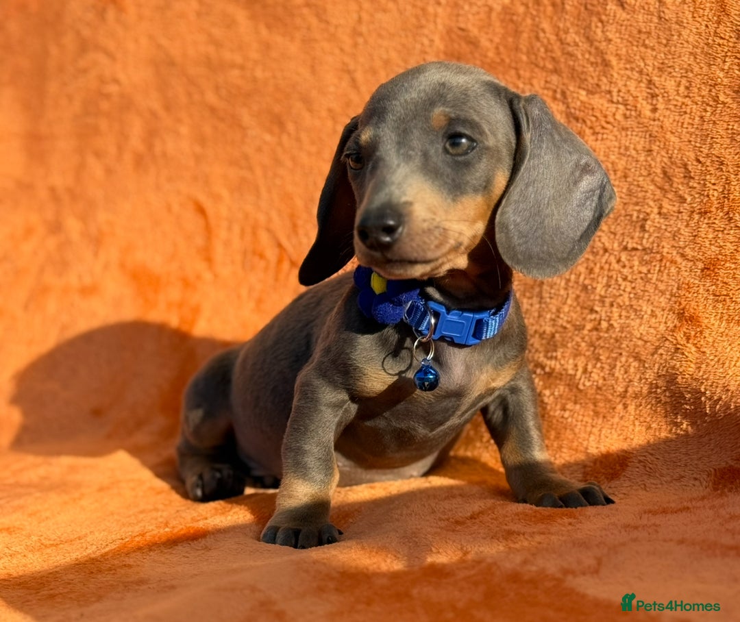 Miniature Dachshund dogs for sale: KC Reg Miniature Dachshund Puppies  - Image 25