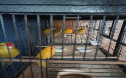 Parakeets birds for sale: For sale  - Image 1
