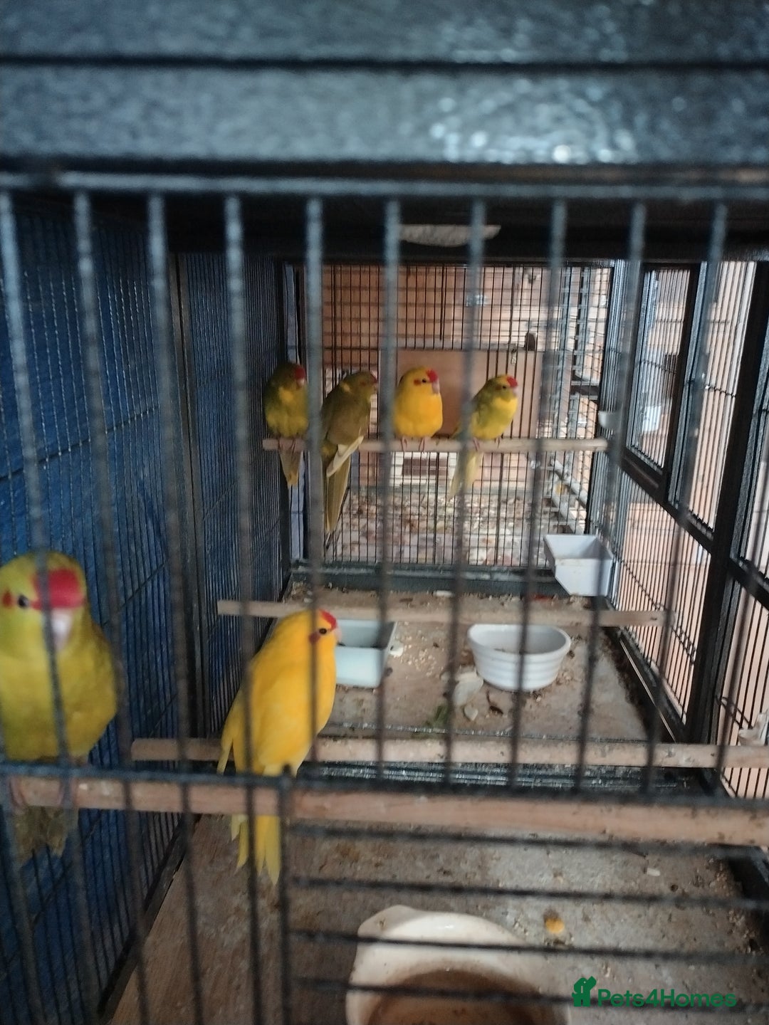 Parakeets birds for sale: For sale  - Image 1