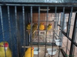 Parakeets birds - Advert 9