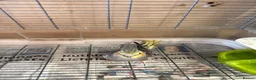 Cockatiels birds for sale: Pied female cockatiel - Advert 5