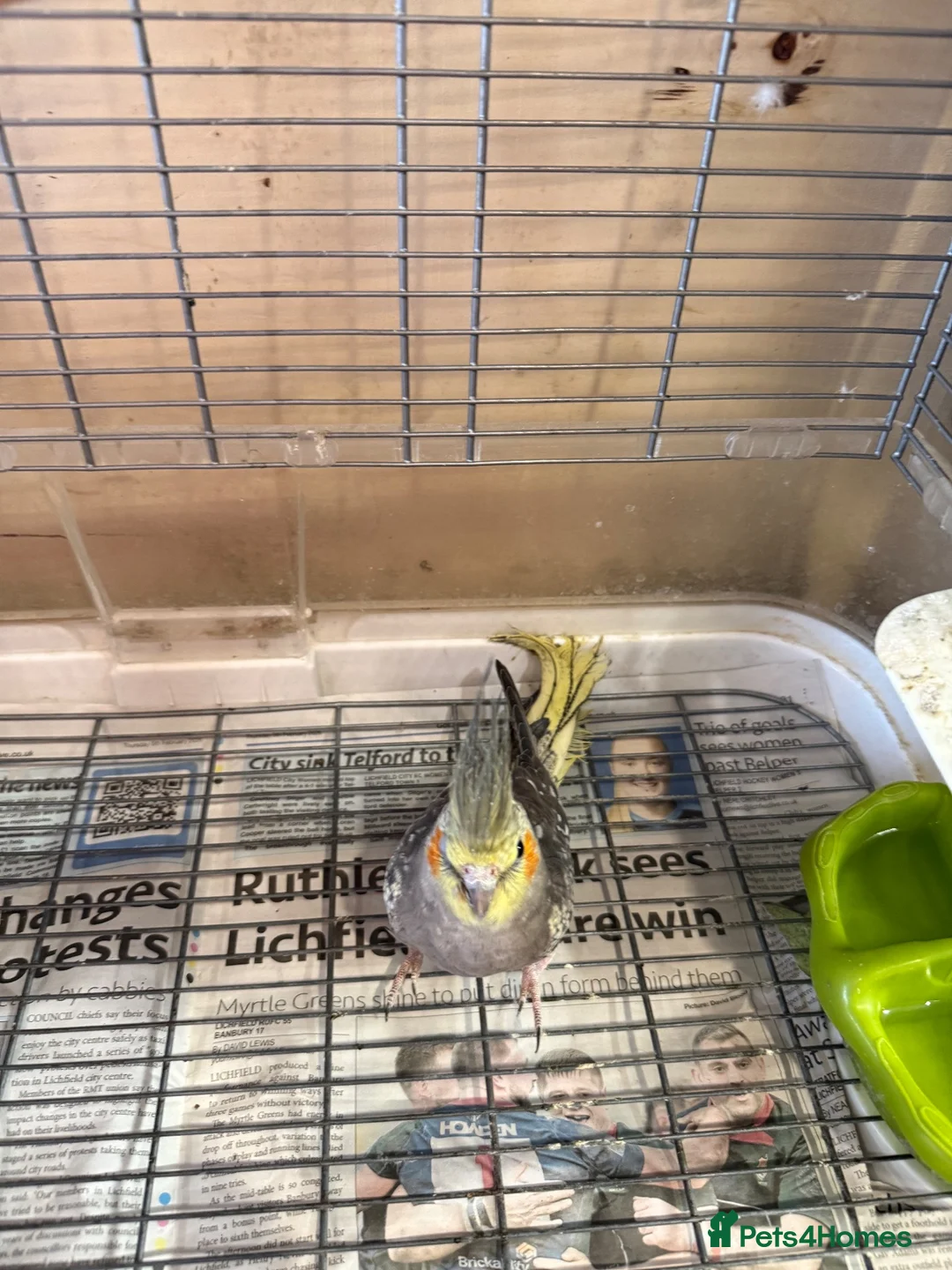 Cockatiels birds for sale: Pied female cockatiel - Advert 5