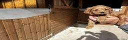 Cavapoo dogs for sale: Beautiful Cavapoo puppy in Dumfries - Advert 11