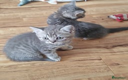 British Shorthair cats for sale: Pedigree British Shorthair kittens - Image 7