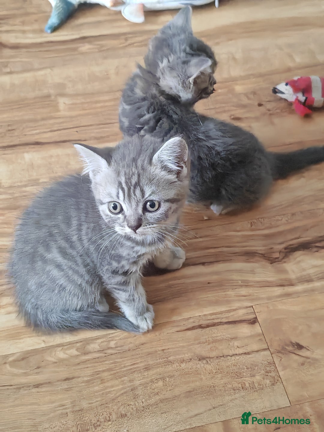 British Shorthair cats for sale: Pedigree British Shorthair kittens - Image 7