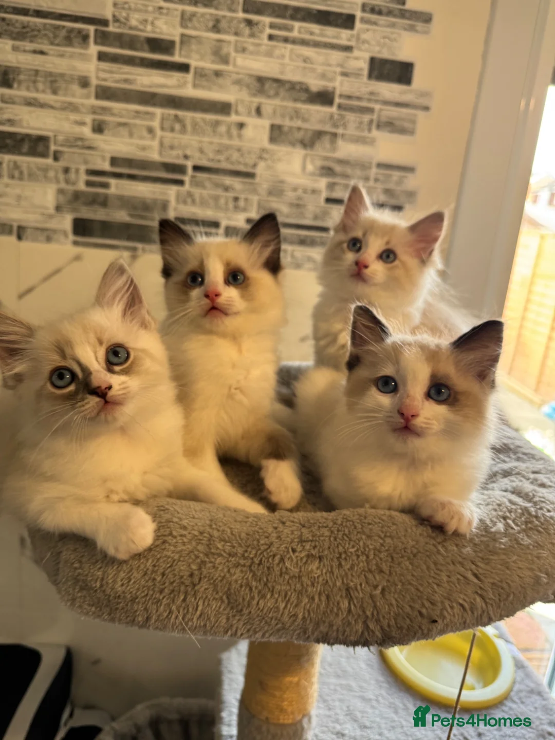 Ragdoll cats for sale: Stunning Ragdoll kittens - Advert 2