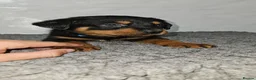 Rottweiler dogs for sale: Gorgeous rottweiler pups - Advert 17