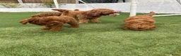 Cockapoo dogs for sale: Adorable F1BB Cockapoos - Advert 8