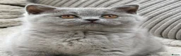 British Shorthair cats for sale: Beautiful Lilac GCCF Registered Girl - Advert 3
