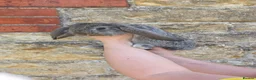 French Lop rabbits for sale: Giant French Lop - Advert 11