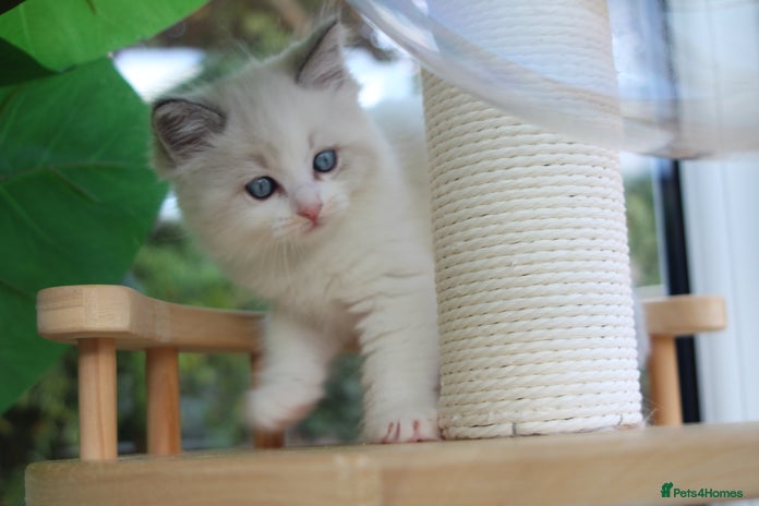 Ragdoll cats - Advert 3