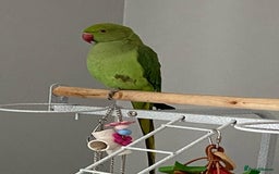 Ringnecks birds for sale: Indian ringneck - Image 1