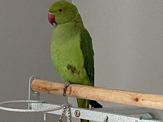 Ringnecks birds - Advert 1