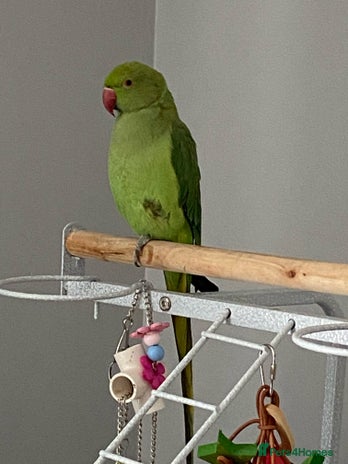 Ringnecks birds - Advert 1