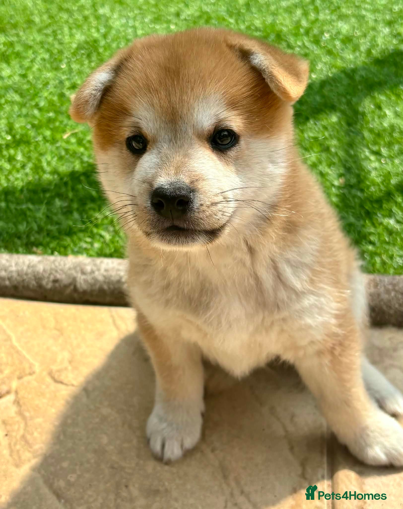 Japanese Shiba Inu dogs Japanese shiba inu puppies  - Advert 2
