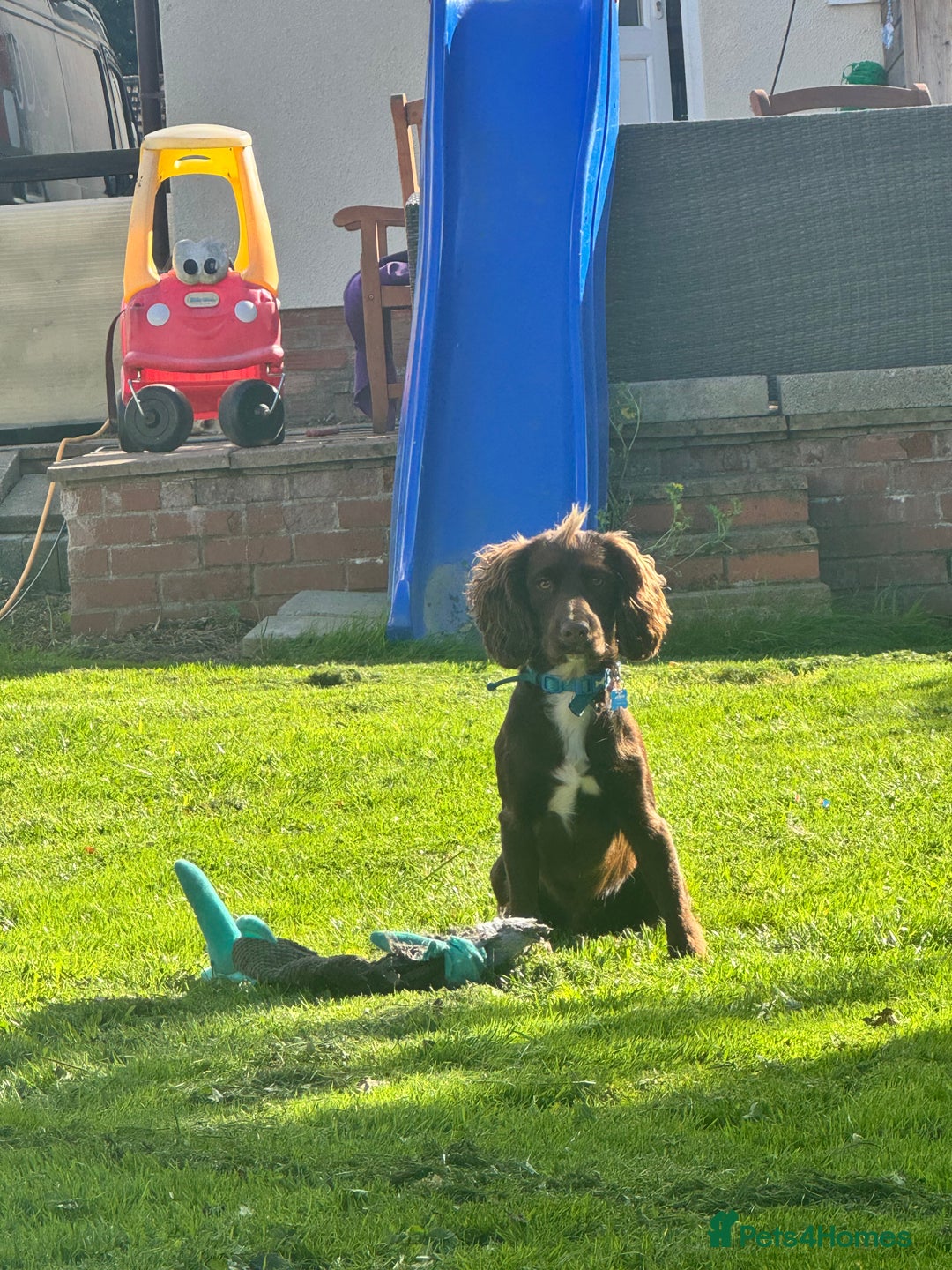 Cocker Spaniel dogs for sale: Chocolate Cocker  - Advert 4