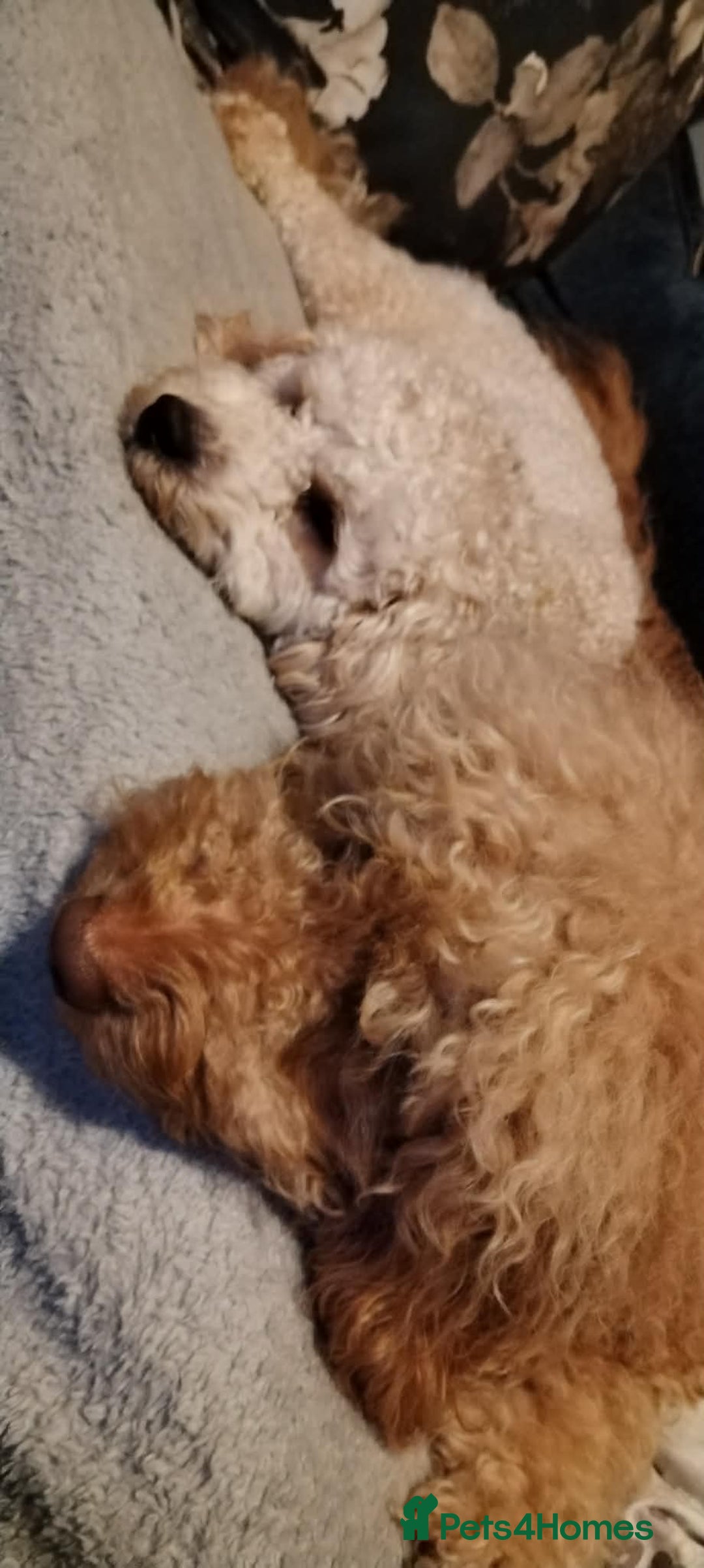 Mixed Breed dogs for sale: Adorable Maltipoo/Cockapoo Puppies - Advert 2