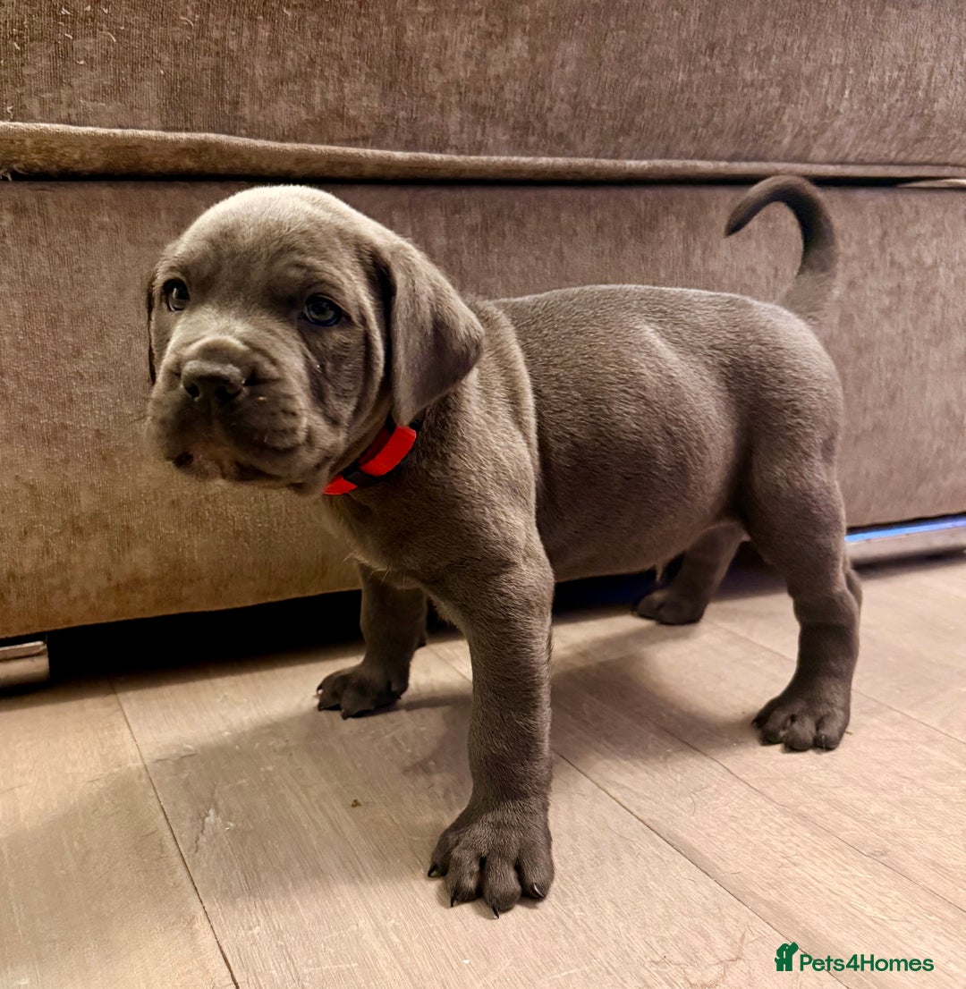 Cane Corso dogs for sale: Exceptional, Champion Bloodline Cane Corso Puppies - Advert 39