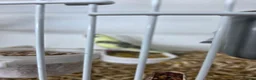 Budgerigars birds for sale: Budgies for sale  - Advert 3