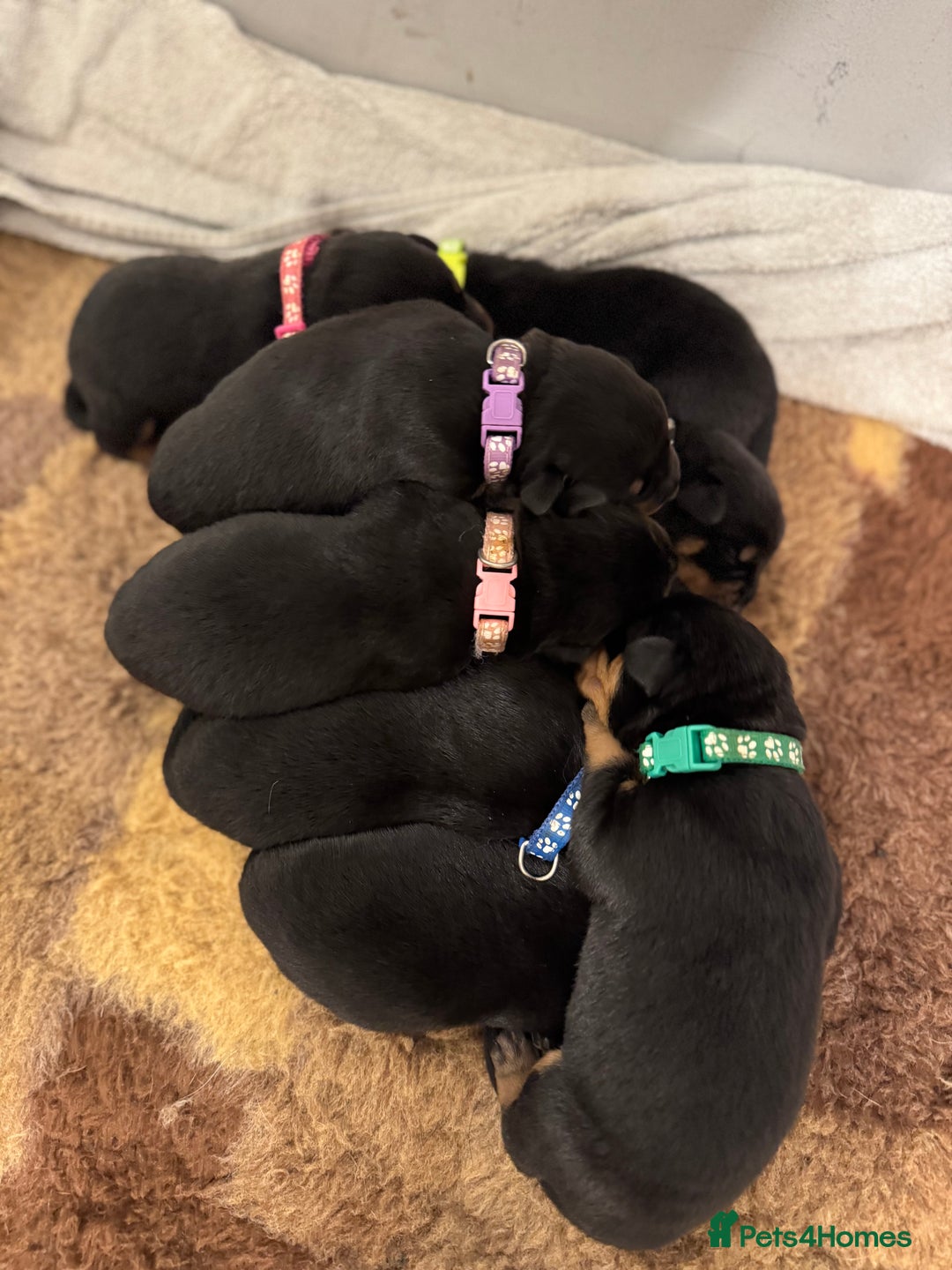 Rottweiler dogs for sale: KC Registered German Rottweiler Puppies - Image 2
