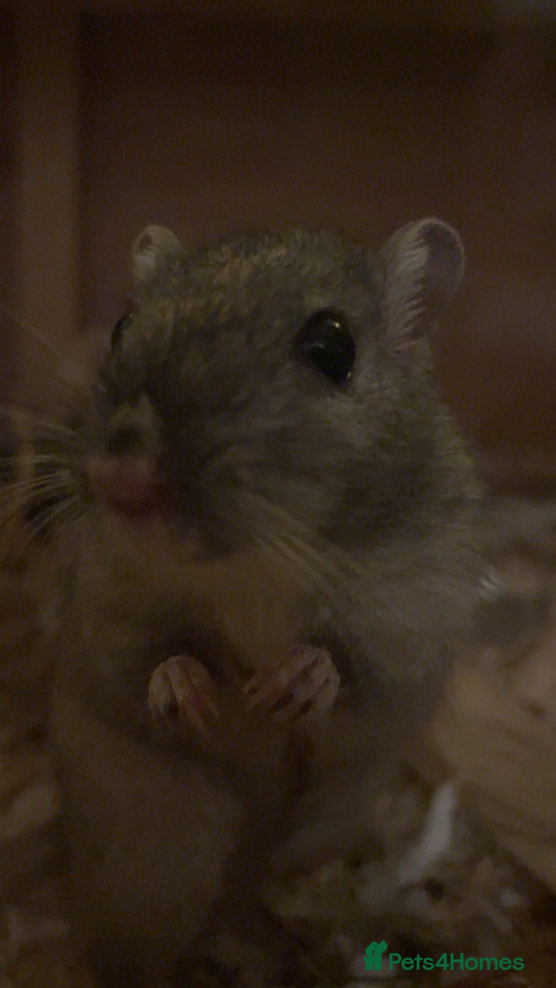 Gerbil rodents for sale: 2 Female Gerbils With Food, Cage, Accessories - Advert 4