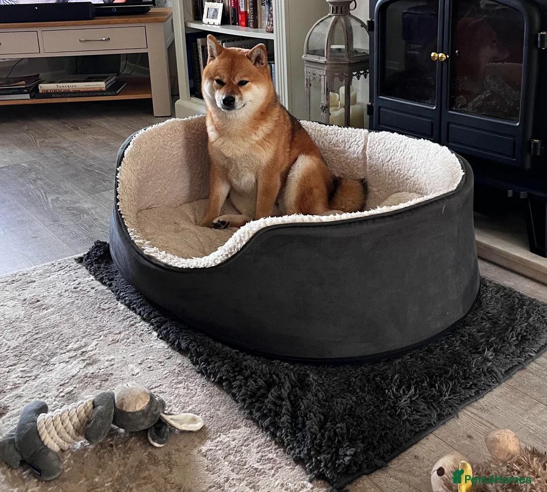 Japanese Shiba Inu dogs for sale: Shy Shiba looking for new cuddle family - Advert 6