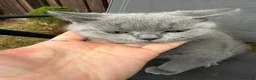 British Shorthair cats for sale: Lovely British Shorthair kittens for sale! - Advert 5