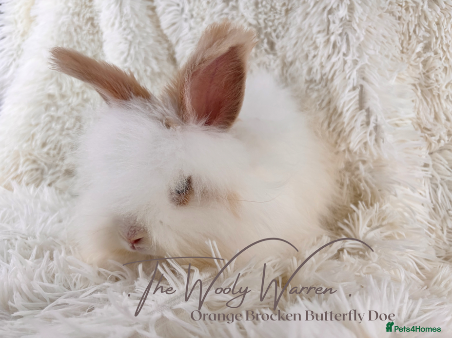 Angora rabbits for sale: Fully Vaccinated Pedigree Angoras - Advert 17