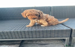 Mixed Breed dogs for sale: Out standing Labradoodle from a loving home  - Image 5
