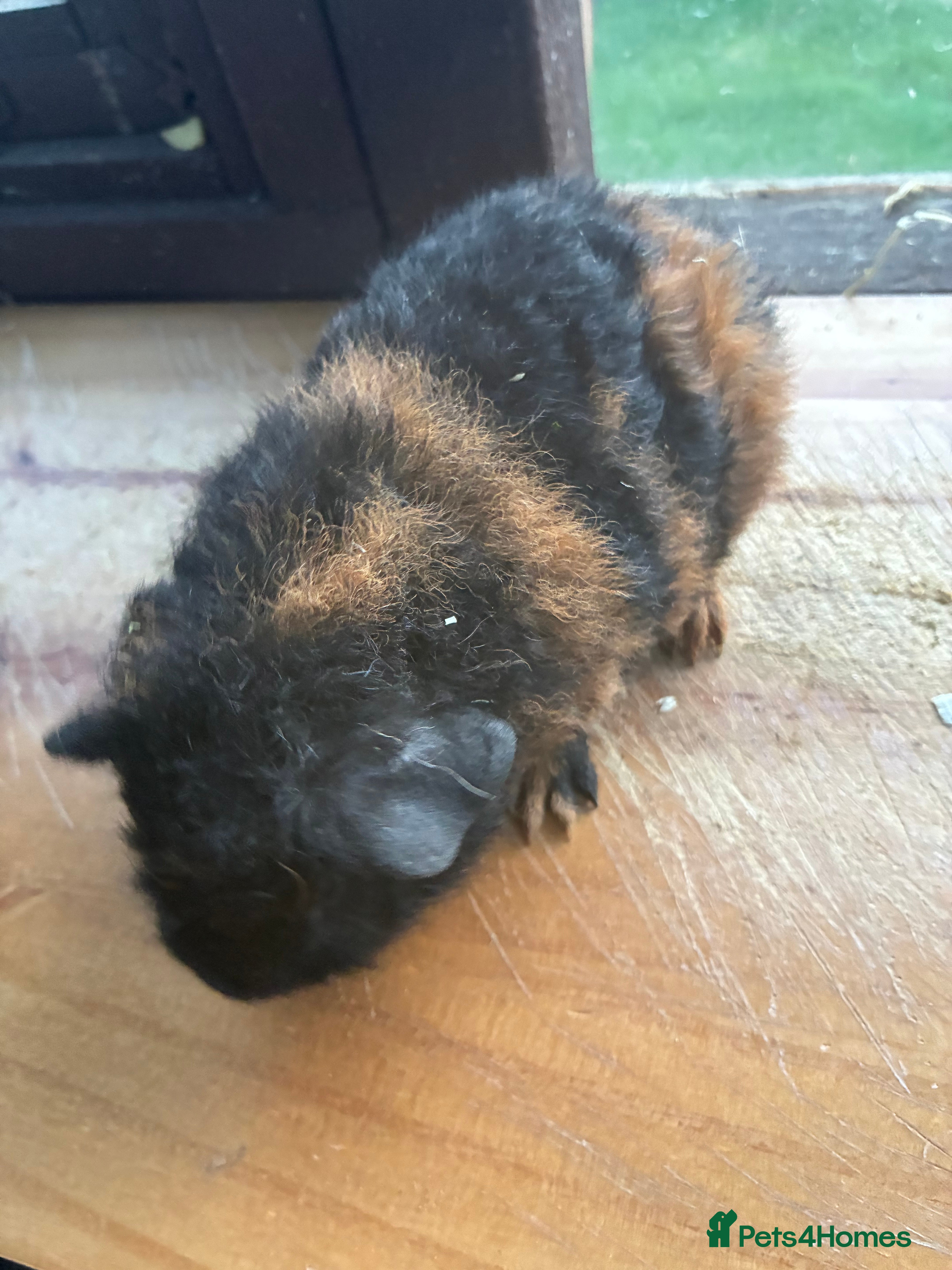 Guinea Pig rodents 1 Male Guinea Pig!! - Advert 13