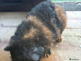 Guinea Pig rodents 1 Male Guinea Pig!! - Advert 13