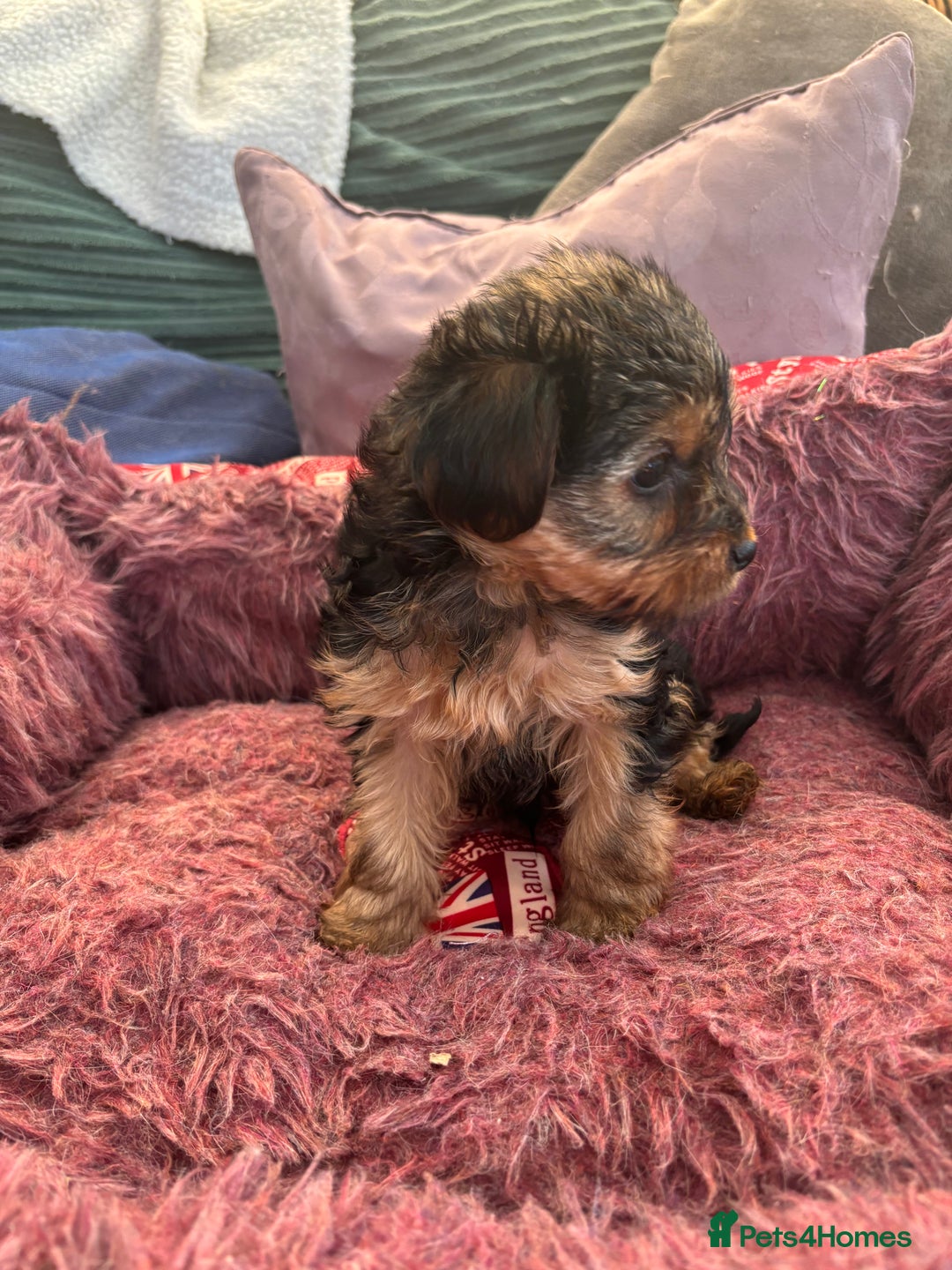 Yorkshire Terrier dogs for sale: Stunning Yorkshire terriers - Image 22