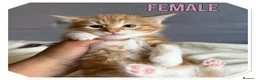 American Shorthair cats for sale: Beautiful Ginger kittens - READY FOR NEW HOMES! - Advert 13