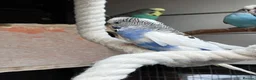 Budgerigars birds for sale: Baby budgies in Fareham - Advert 1