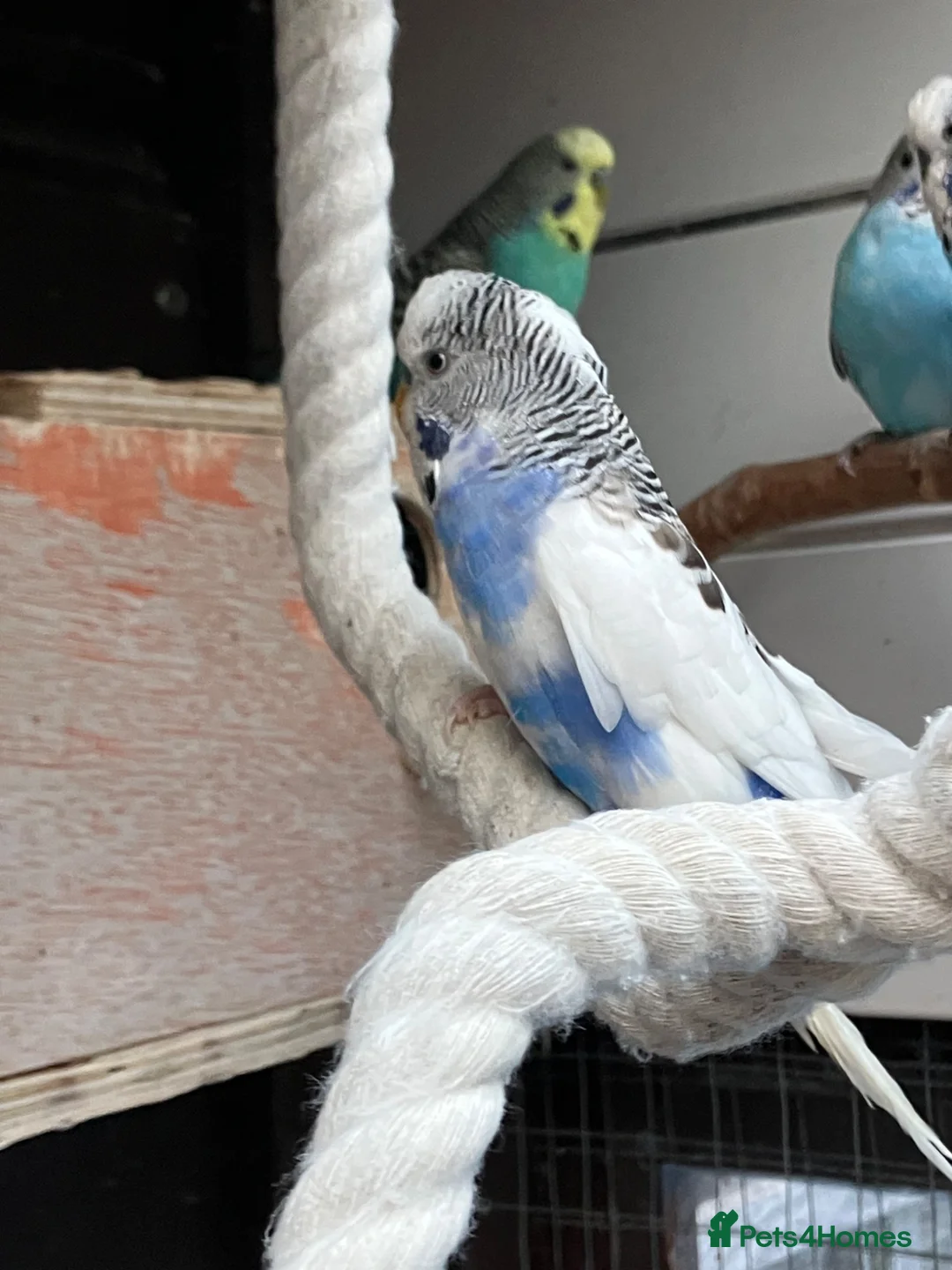 Budgerigars birds for sale: Baby budgies in Fareham - Advert 1