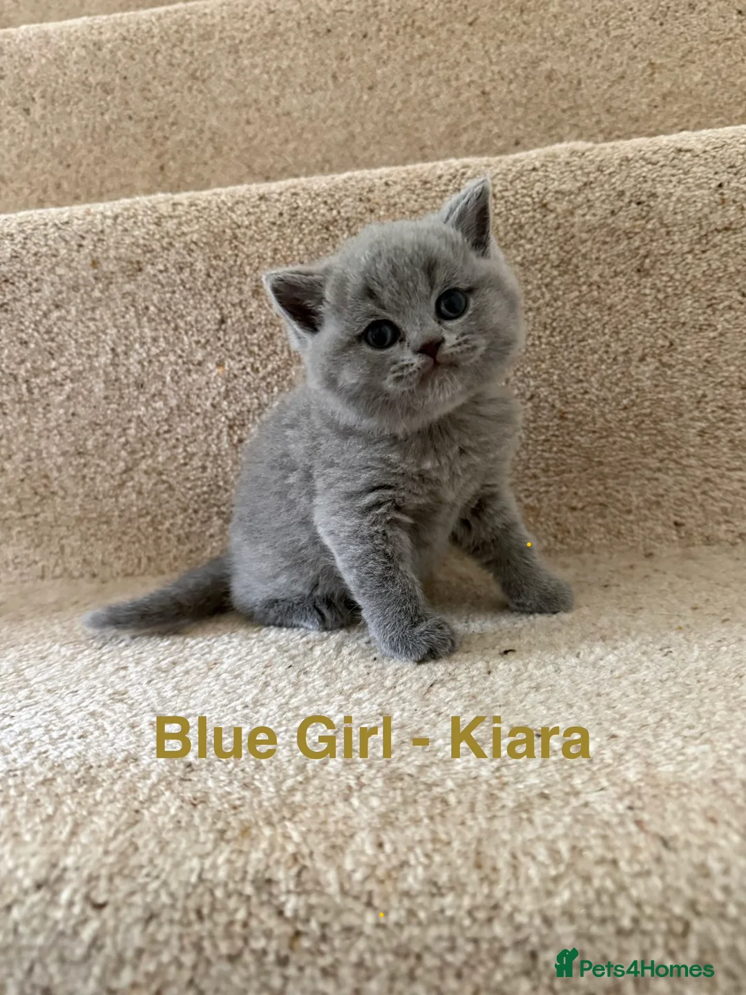 British Shorthair cats for sale: Stunning GCCF BSH - Tortie and Bi colour  - Advert 5