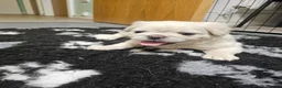 French Bulldog dogs for sale: Ready to leave now Rare Platinum French bulldogs   - Advert 30