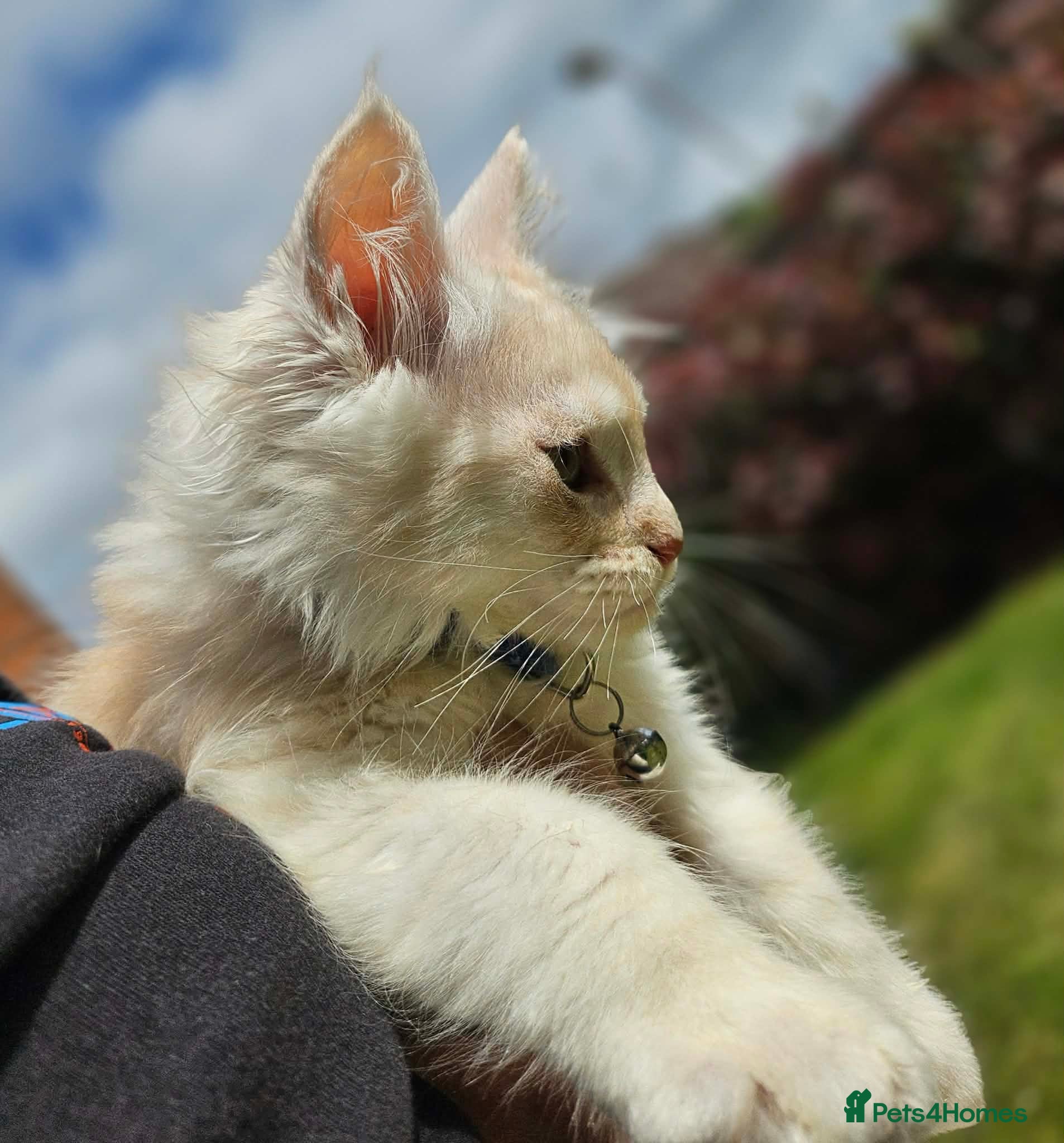 Maine Coon cats XXL Exceptional Pedigree Kittens Russian line - Advert 2