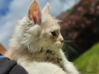 Maine Coon cats XXL Exceptional Pedigree Kittens Russian line - Advert 2