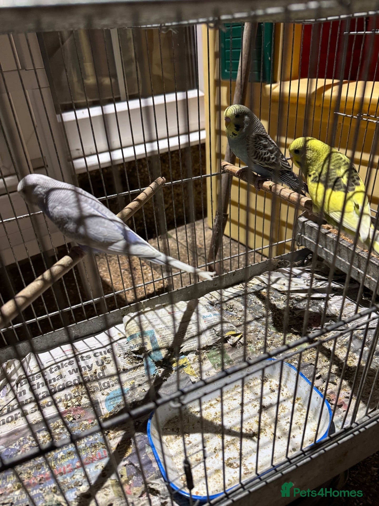 Cockatiels birds Cocktail and Budgies for sale - Advert 13