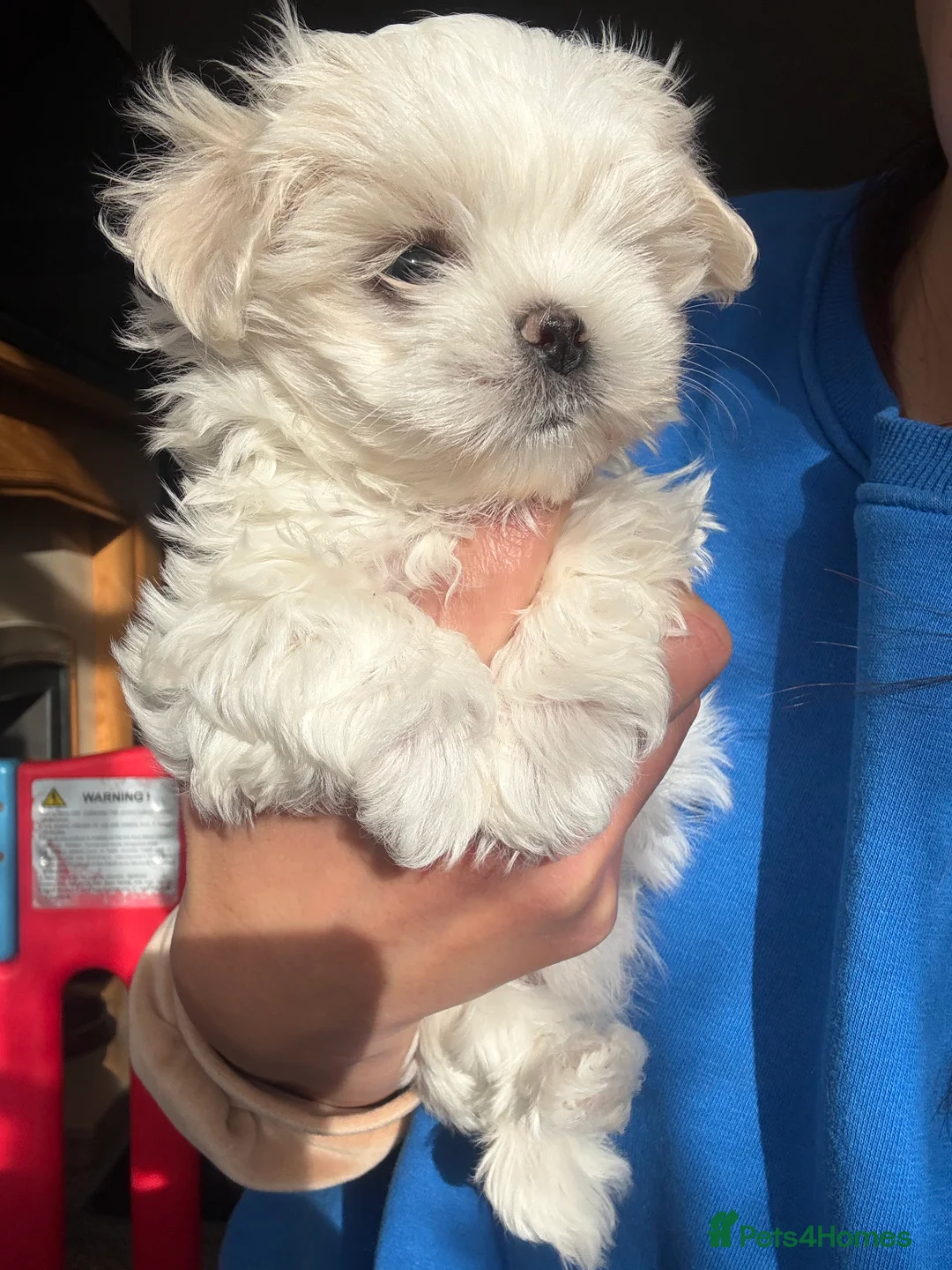 Maltese dogs for sale: Exceptional quality KC reg tiny Maltese  - Advert 21