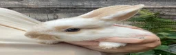 New Zealand rabbits for sale: 5 New Zealand bunny rabbits  in Dukinfield - Advert 5