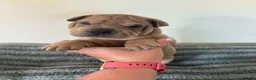 Mixed Breed dogs for sale: Bull pei puppys - Advert 4