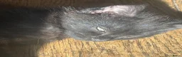 British Shorthair cats for sale: 2 beautiful black kittens  - Advert 11