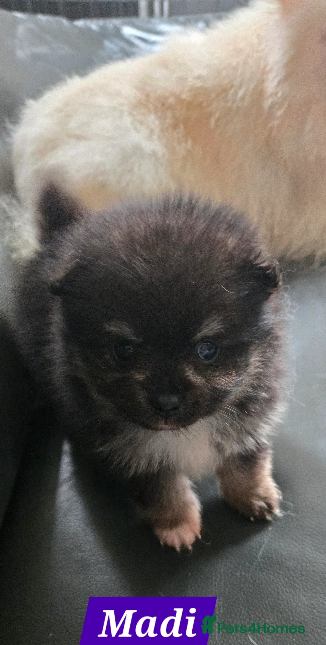 Pomeranian dogs for sale: Pretty Pomeranians  - Advert 11