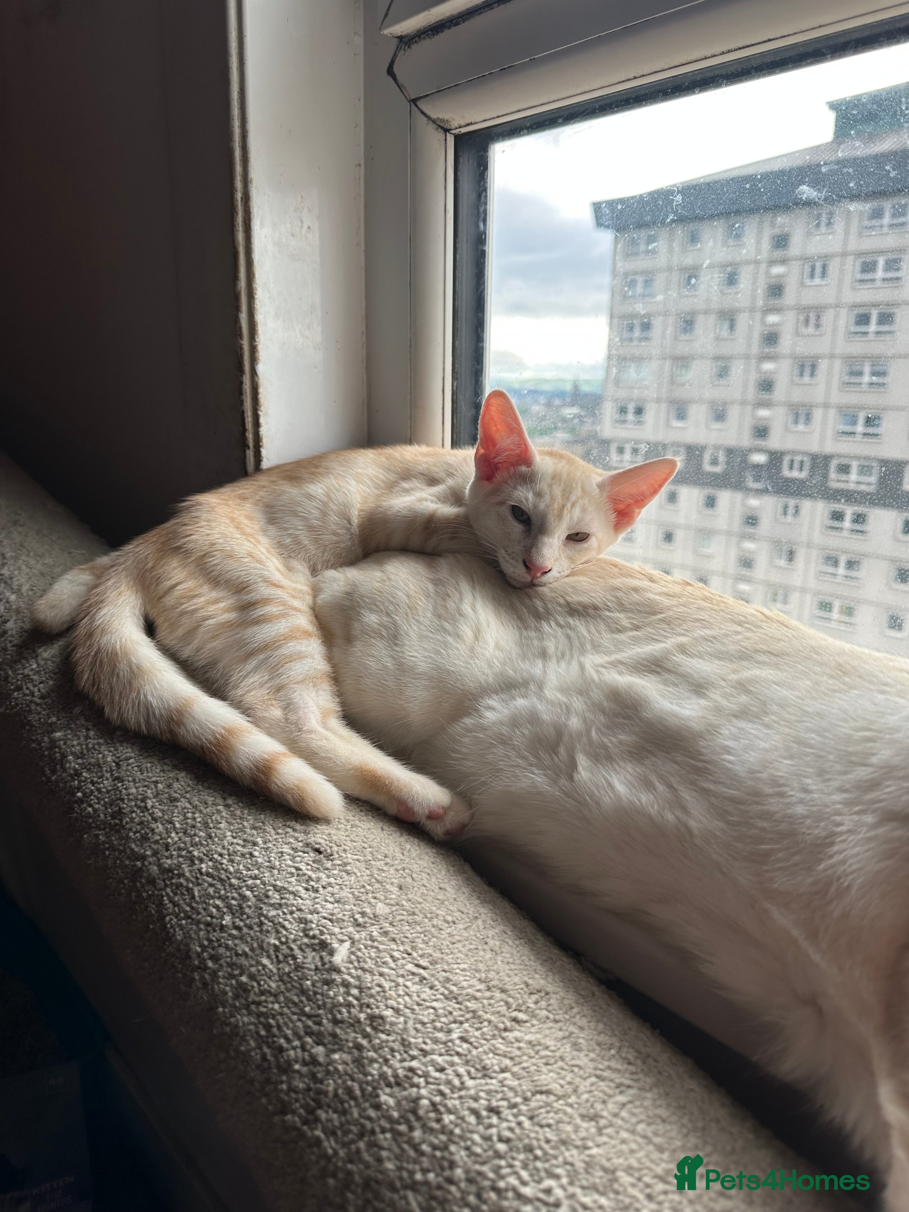 Mixed Breed cats for sale: Amazing Crossed Bengals Available  - Advert 6
