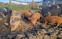 Pig livestock for sale: Piglets - Advert 9