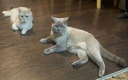 British Shorthair cats for sale: British Shorthair Colourpoint Kittens LAST GIRL - Image 9