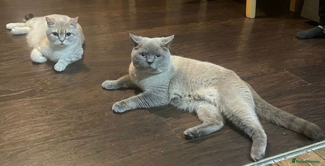 British Shorthair cats for sale: British Shorthair Colourpoint Kittens LAST GIRL - Image 9