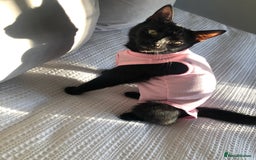 Domestic Shorthair cats for sale: Rehoming my 2 girls  - Image 8